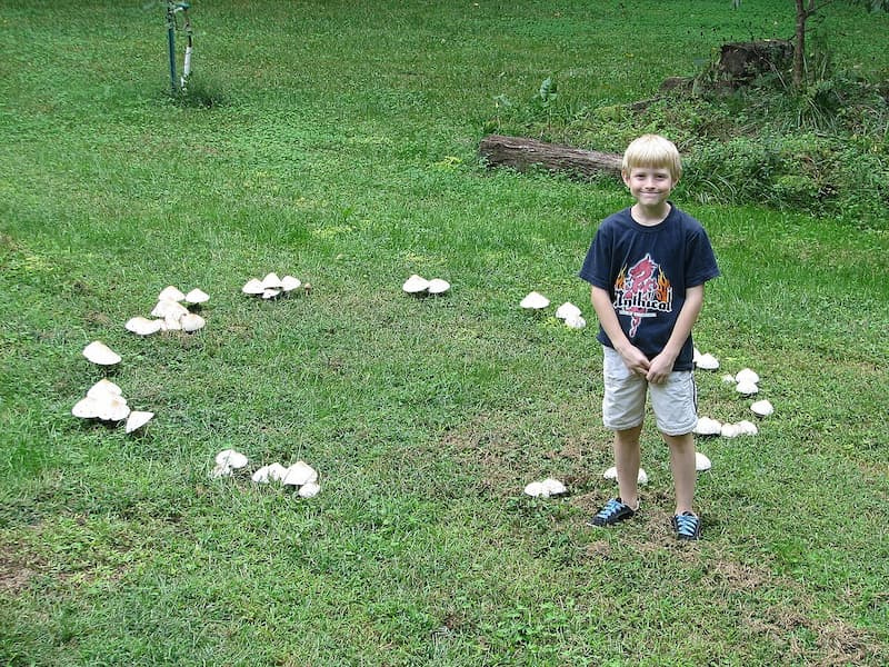 A large ring of white mushrooms in a grassy yard, with a child standing beside it for scale
