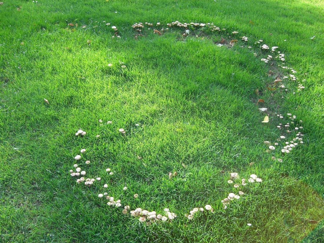 A complete circle of mushrooms growing in a mowed green lawn, the classic sign of fairy ring