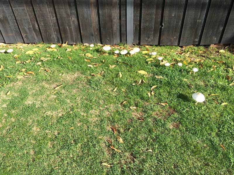 Mushrooms growing in an arc along a fence line in a residential lawn
