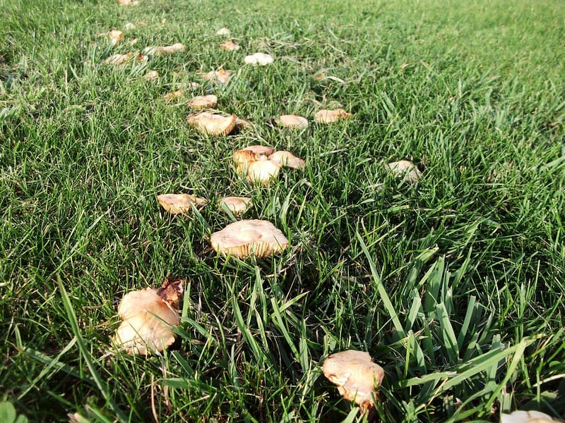Close-up of tan mushrooms emerging through lawn grass along the edge of a fairy ring