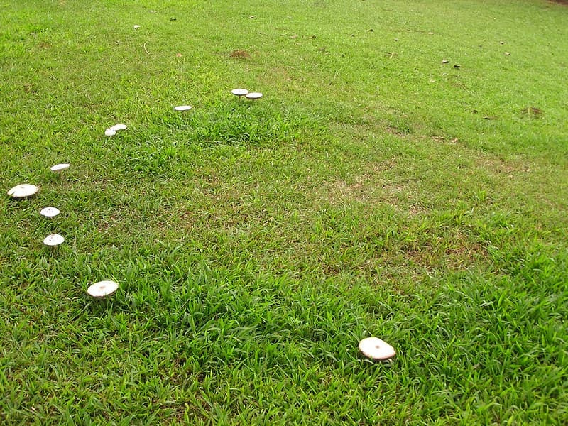 White mushrooms forming a partial arc across an open lawn