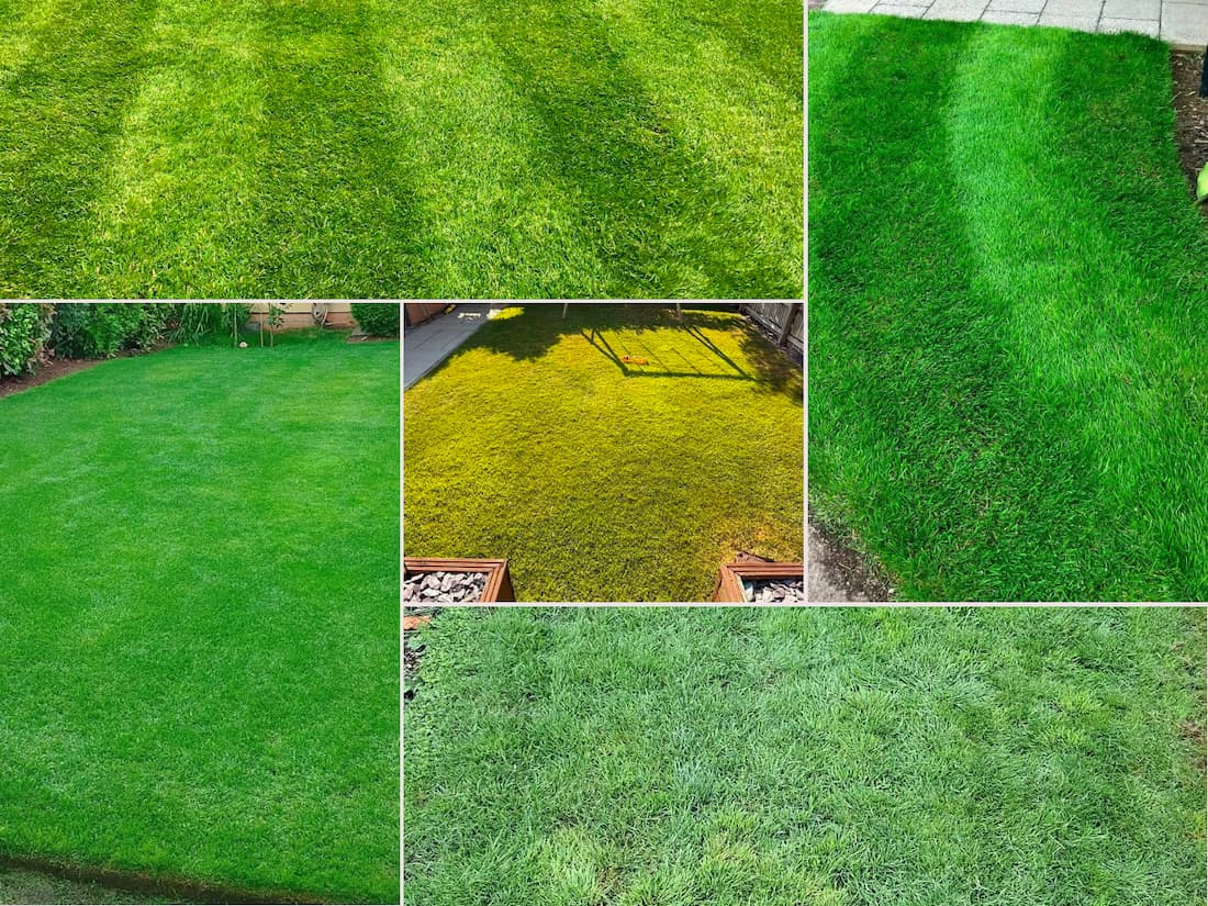 Perfectly striped green lawn in a backyard landscape, showcasing healthy turfgrass results.