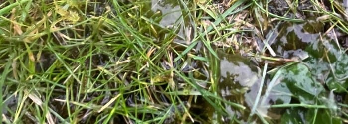 nostoc-commune-lawn-algae Jelly-like Nostoc algae spreading through thin, wet lawn grass.