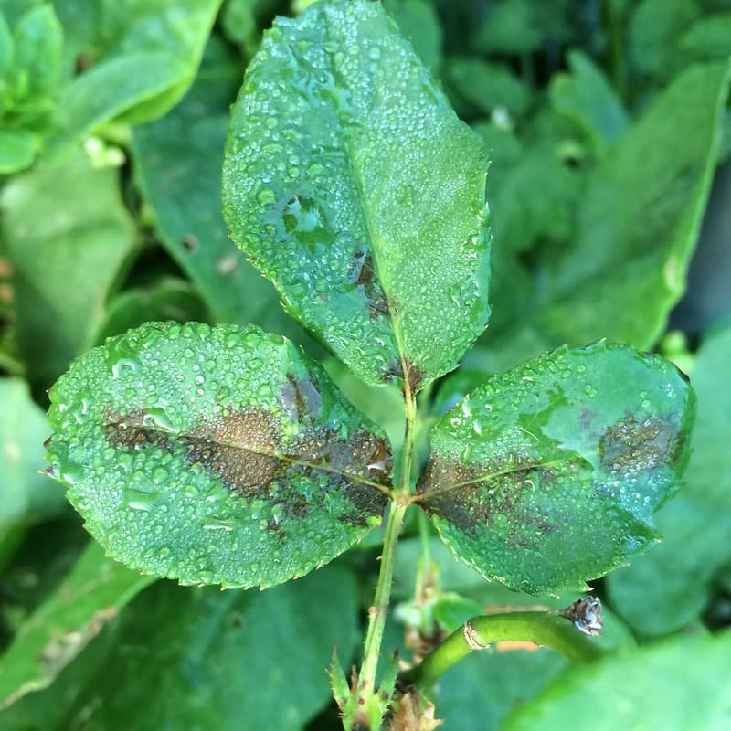 Dew-covered rose leaflets with dark, feathery blotches from early black spot infection