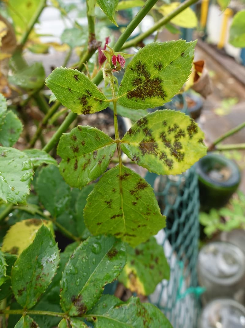 A cluster of rose leaflets covered in black blotches with yellowing between them