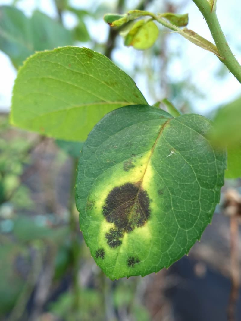 A rose leaf with a large black spot with fringed edges surrounded by yellowing tissue