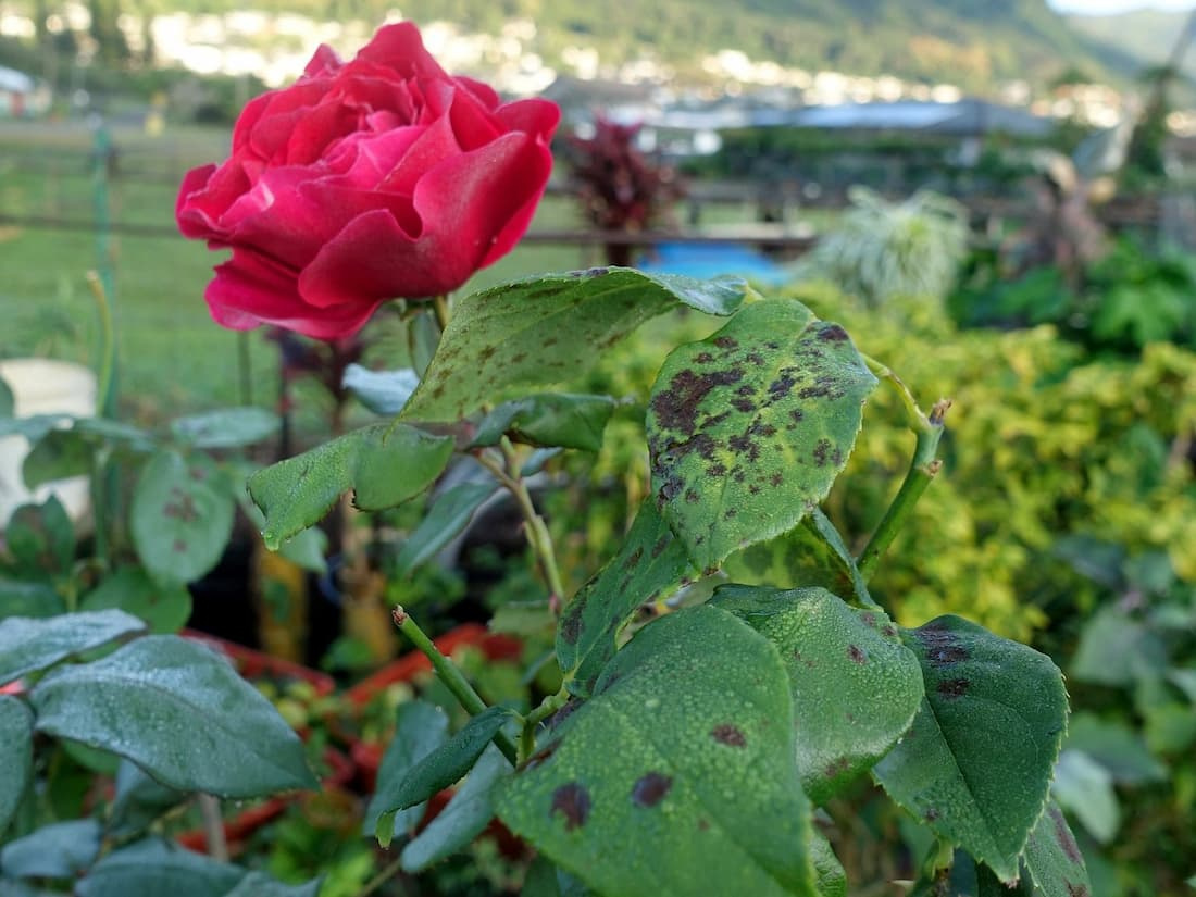 A red rose in bloom above leaves marked with black spots and yellowing from black spot disease