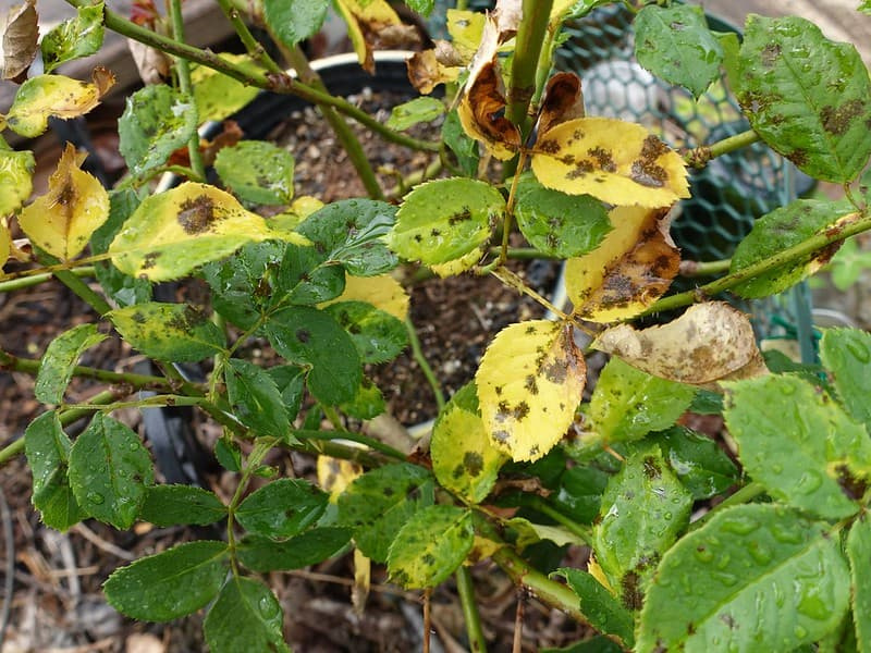 A rose bush with many yellowed, spotted leaves beginning to drop from black spot