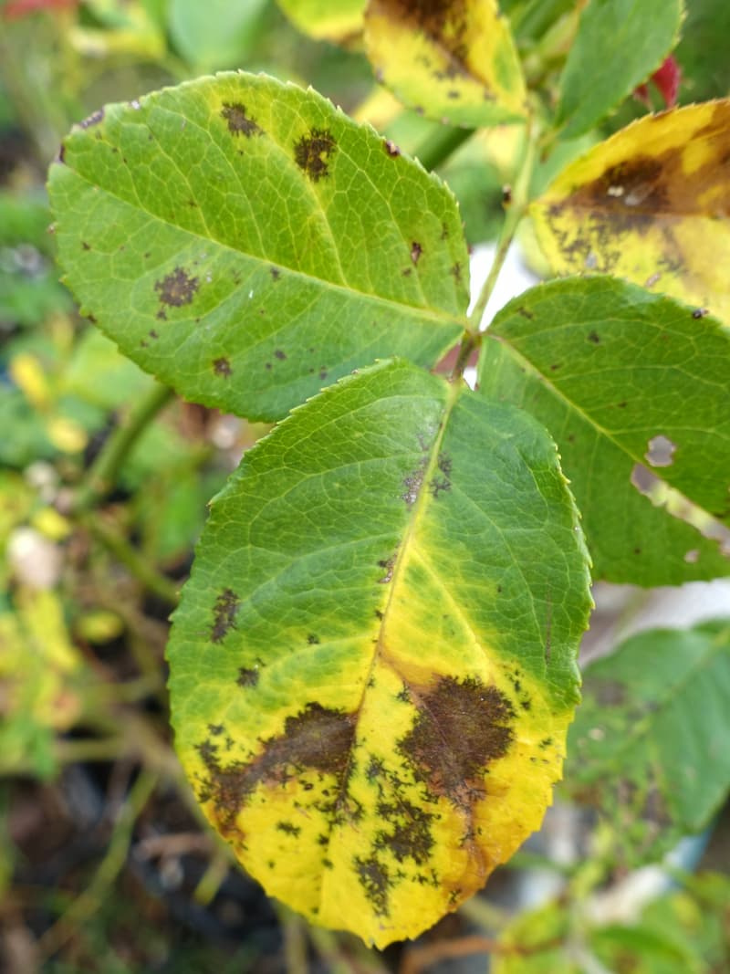 Rose leaflets with dark irregular blotches and spreading yellow discoloration